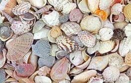seashells