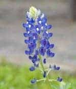 Bluebonnet